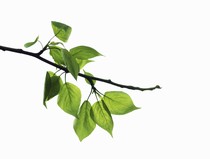 We're Branching Out! - Become a Supporting Member of NDFB