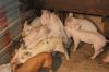 Pigs Image