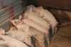 More pigs Image