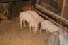 And more pigs.... Image