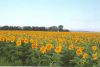 Sunflower field Image