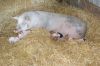 A sow and her litter Image