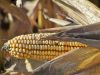Cob close up Image