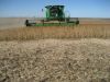Soybean harvest is underway! Image