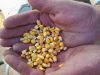 Harvest gold Image