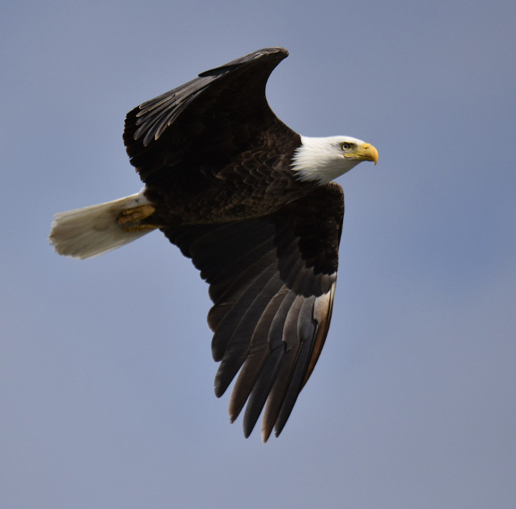 Eagle in flight - Jodi Miiller