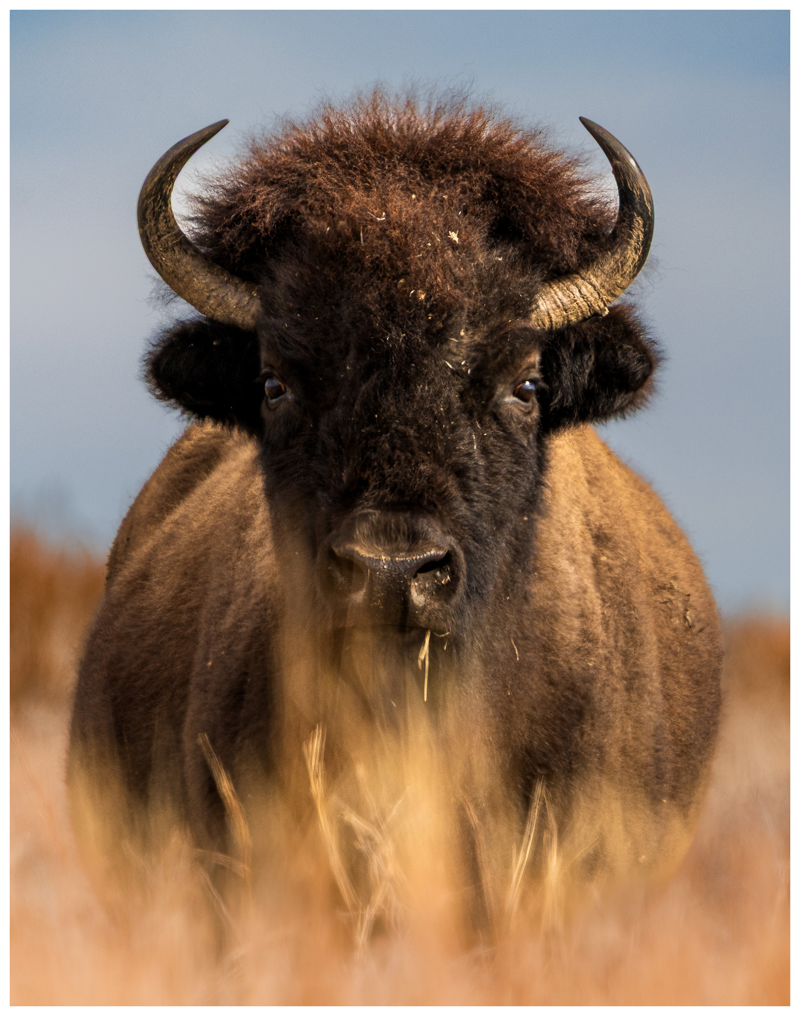 Bison staring at the camera, by Christopher Van Hoose