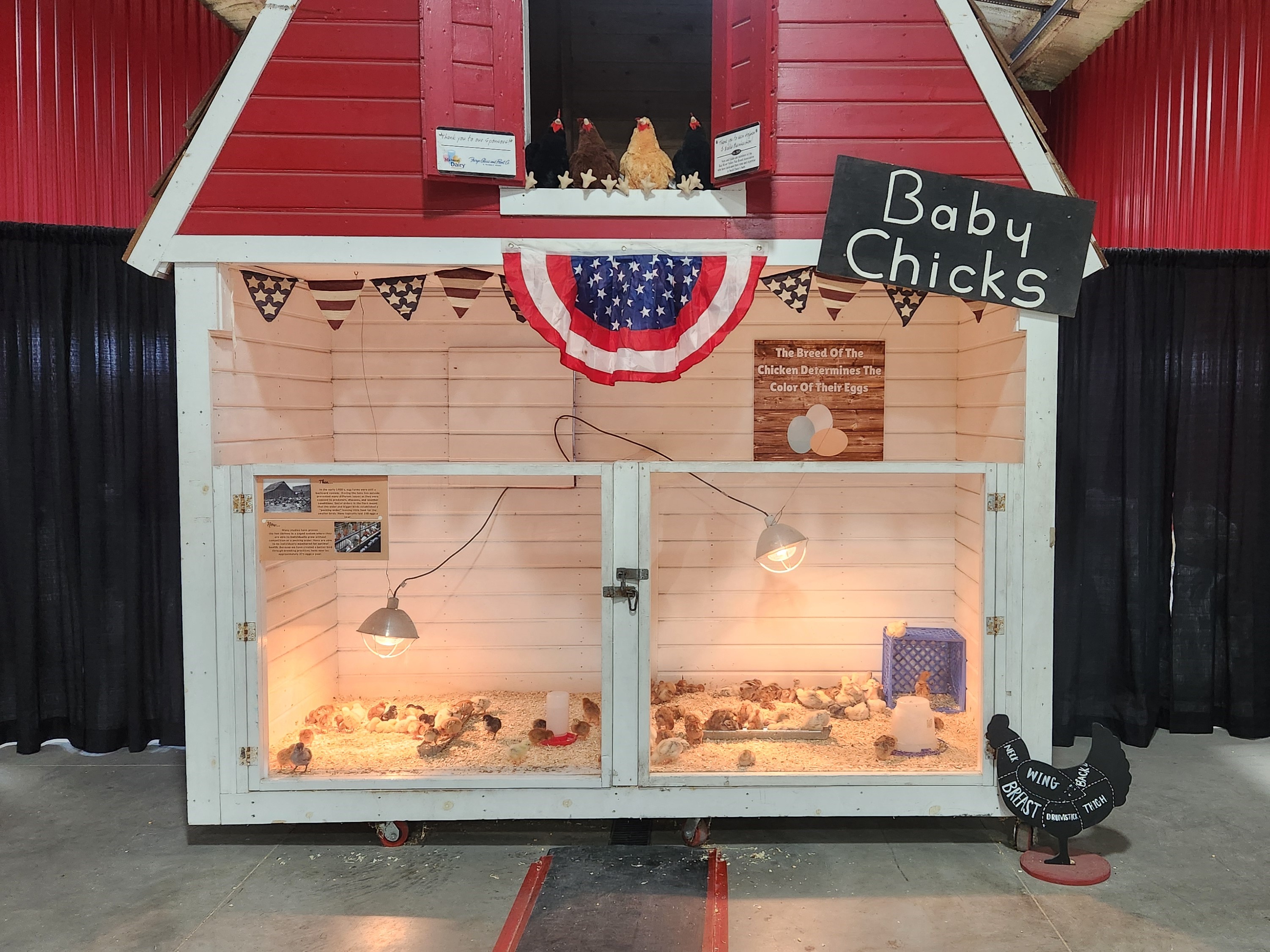 Baby chicks at the Ag Center