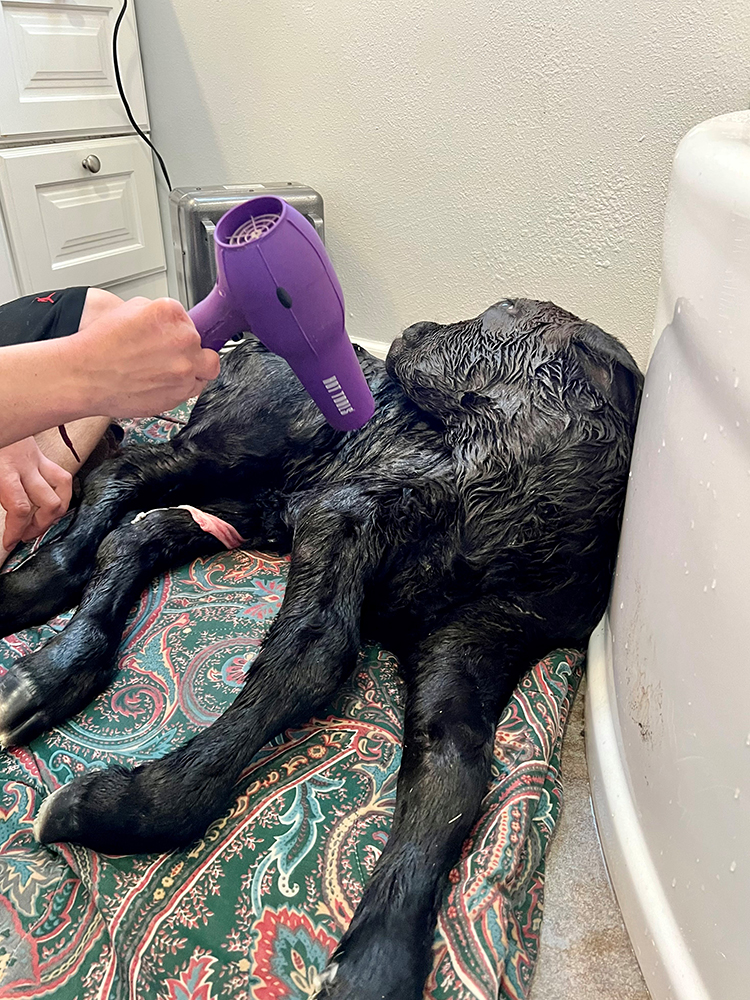 blow drying the calf