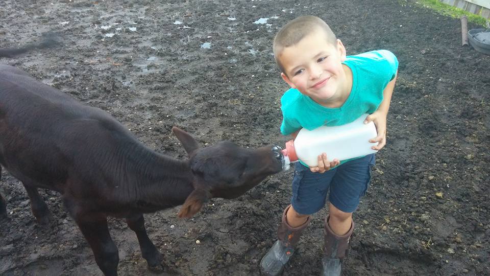 feeding a calf