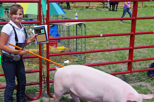 Carie's daughter working with 4-H pig.