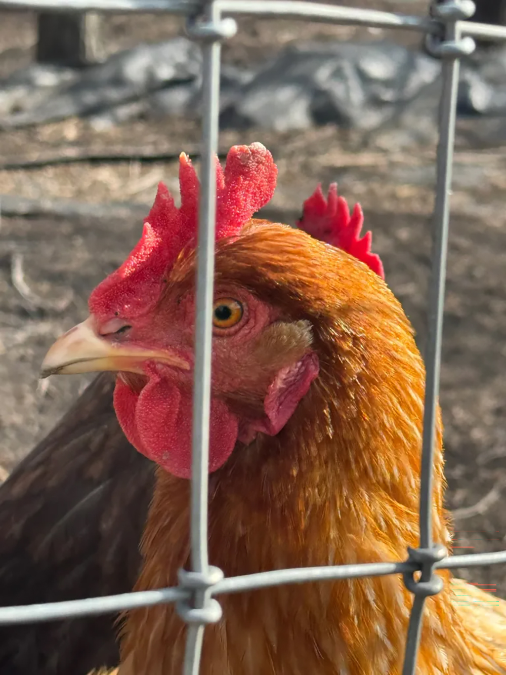 Chicken in an outdoor fenced area