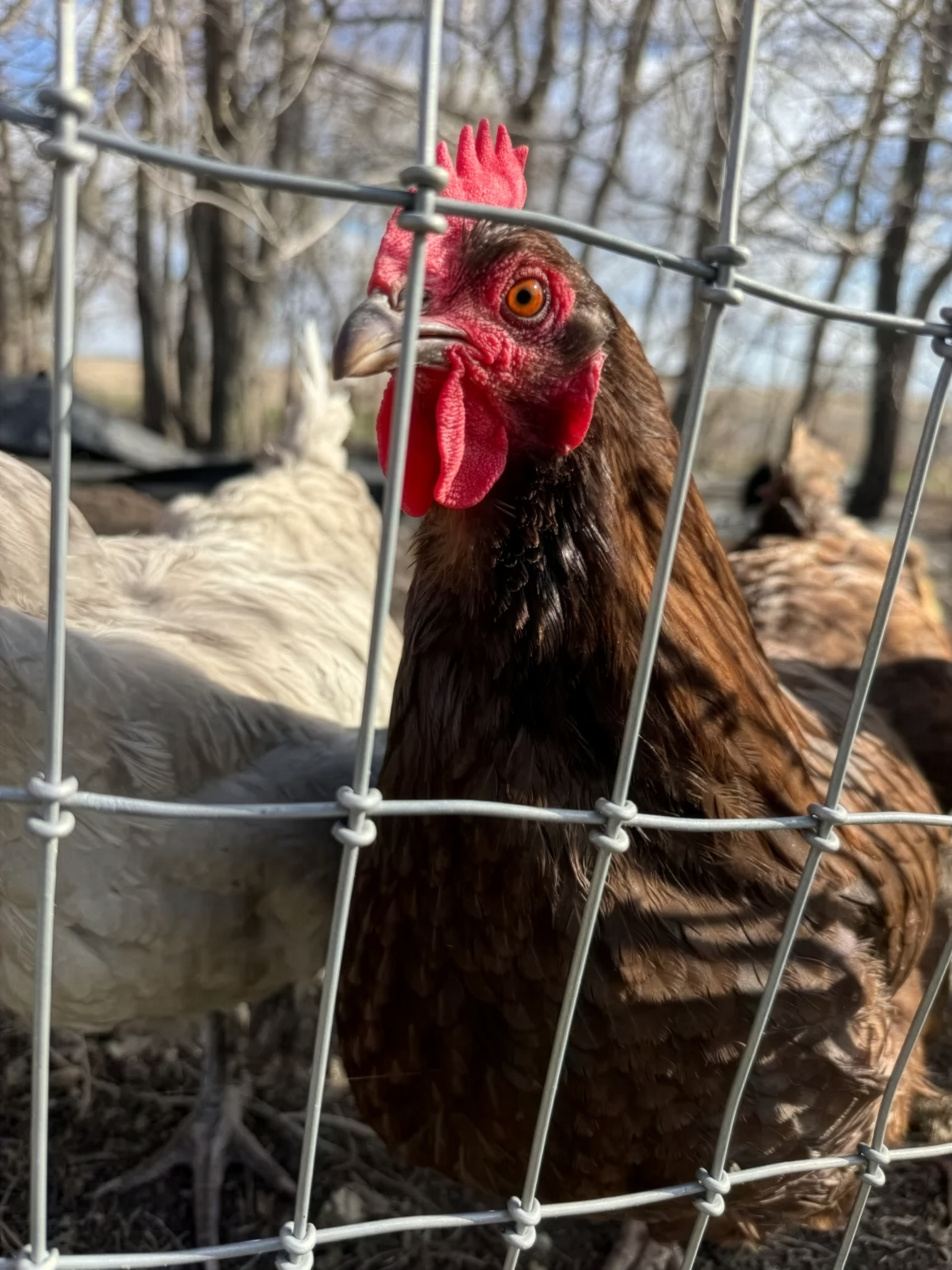 Chickens behind the fence