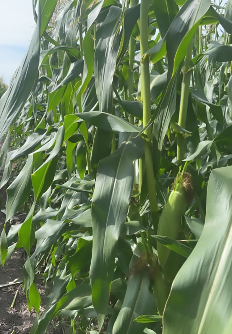 Corn in the field