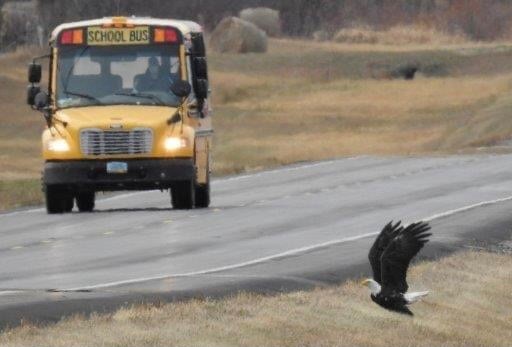 school bus and eagle