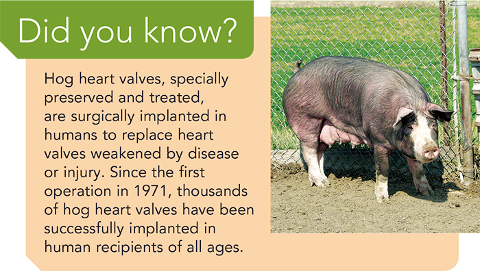 Hog heart valves are surgically implanted in humans!