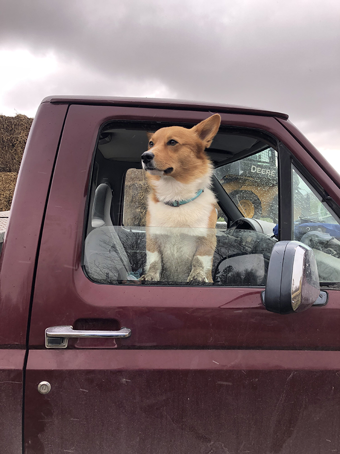 Finn, the corgi, is living the farm dog dream life.