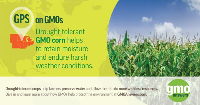 Fact: GMO corn is more drought tolerant which is good for everyone