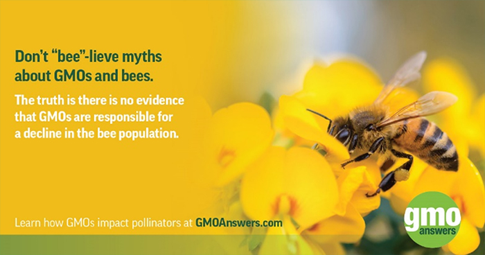 GMOS don't harm bees. Don't "bee"lieve the myth.