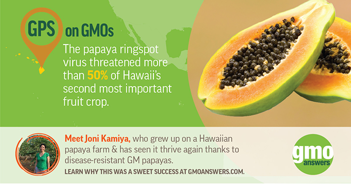 GMO Answers infographic on Hawaiian Ringspot