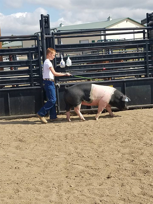 Boy training a show pig
