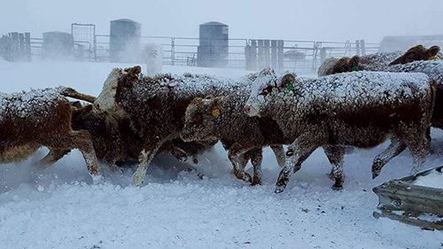 Frosty cattle