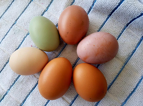 Colorful farm fresh eggs