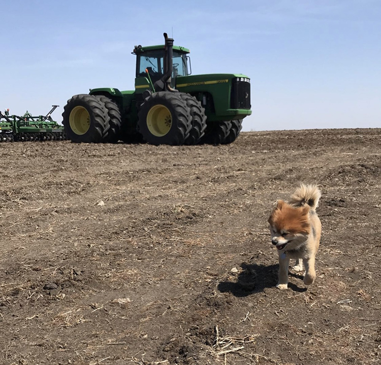 Jenna's pup and the tractor