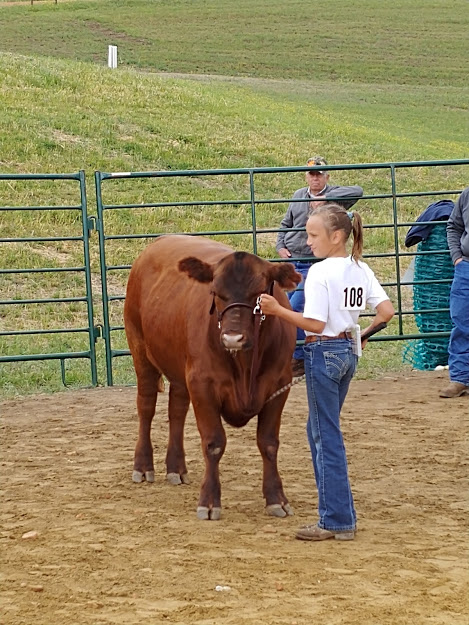 Daughter and market steer