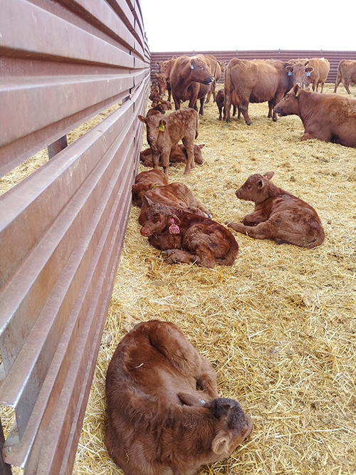 new-born calves and their mothers
