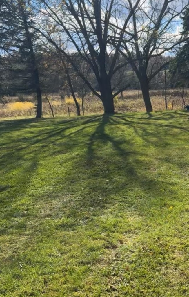 No leaves in this spotless back yard ;)