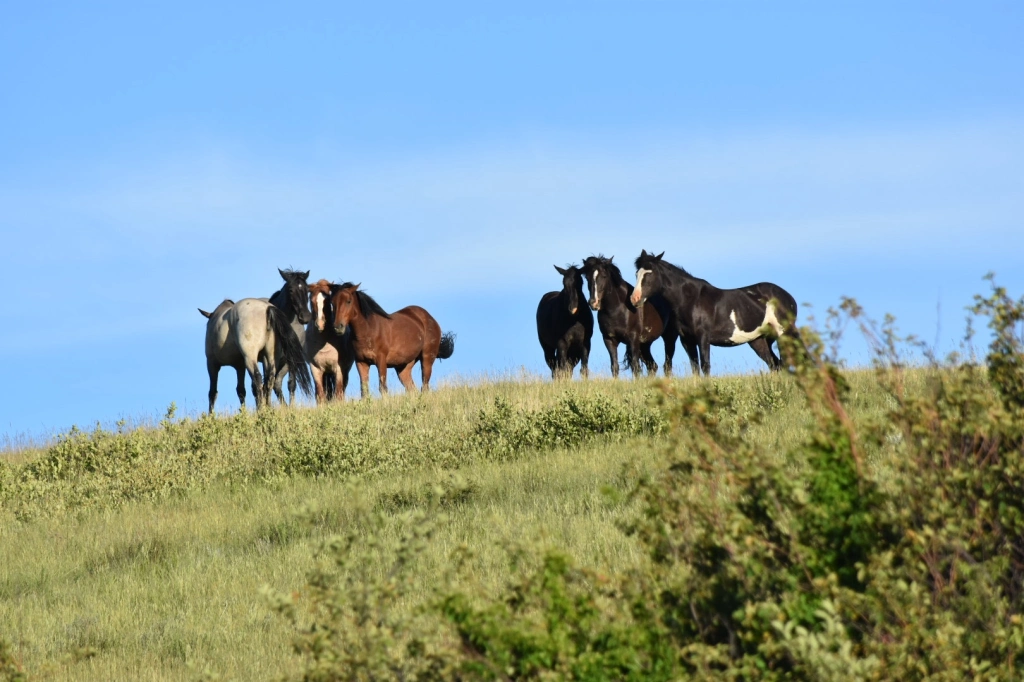 wild horses, Badlands, North Dakota