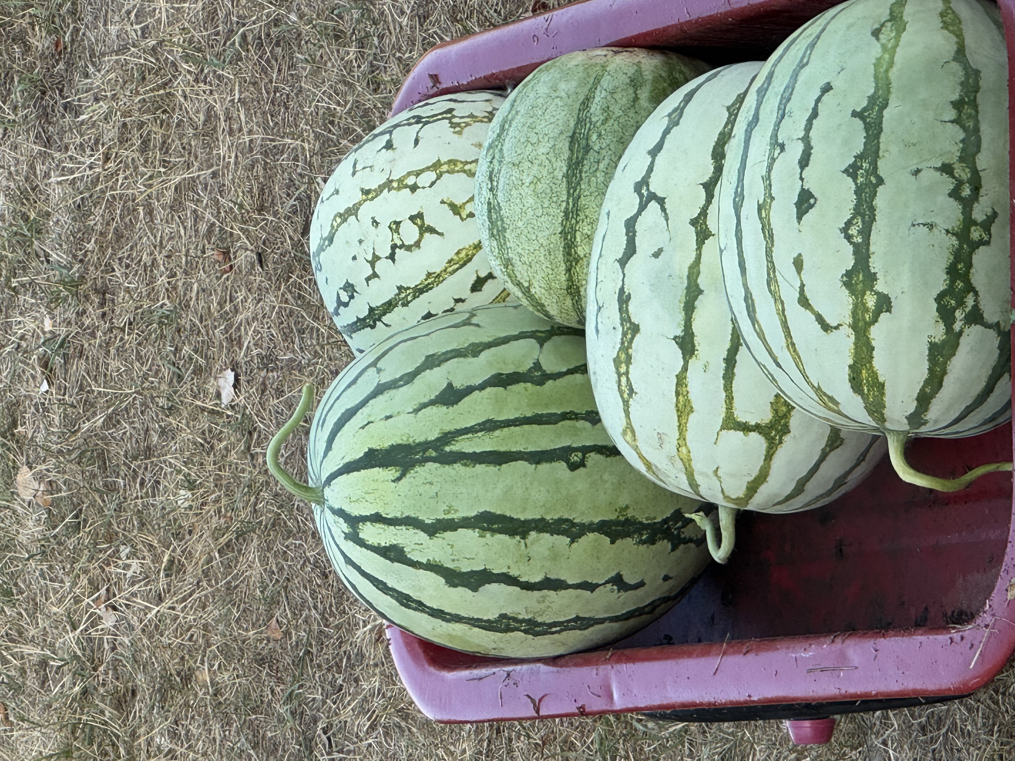 Watermelons in a wagon