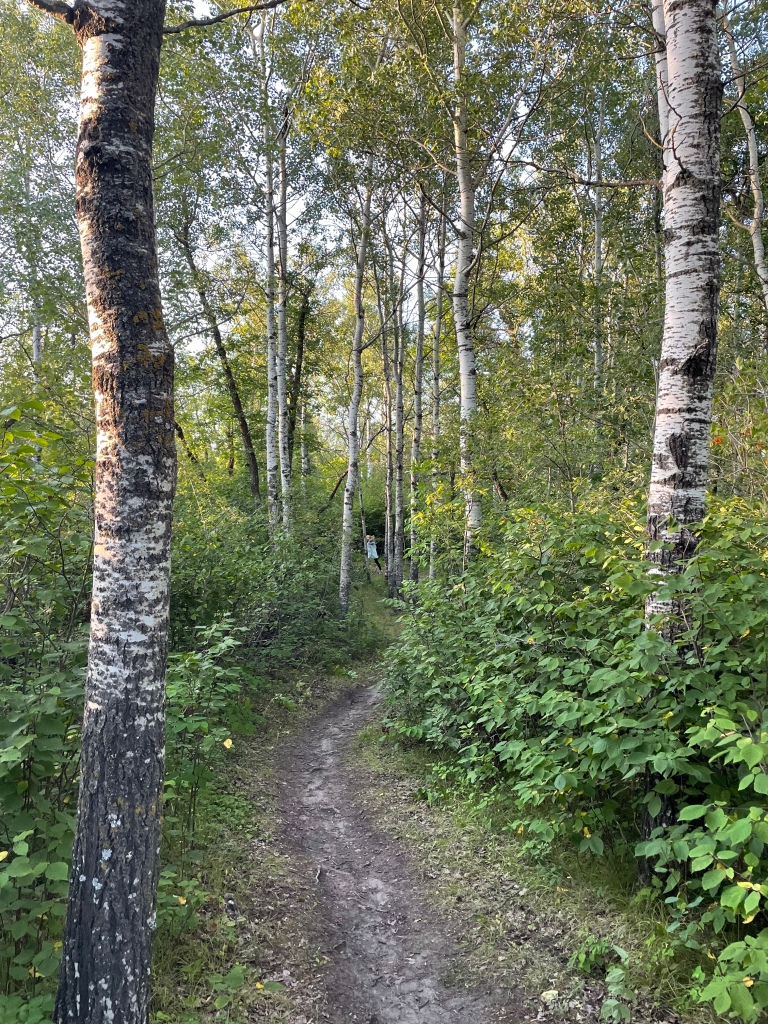 Metigoshe trees and path