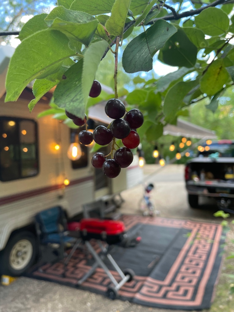 Chokecherries at our campsite. Priceless.