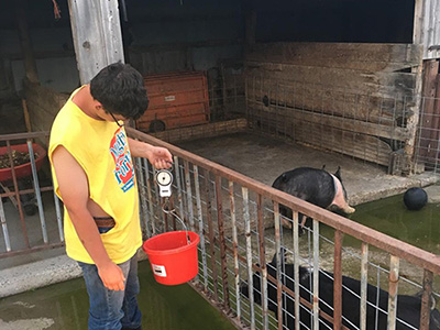 How to feed a pig: from adolescence to finishing