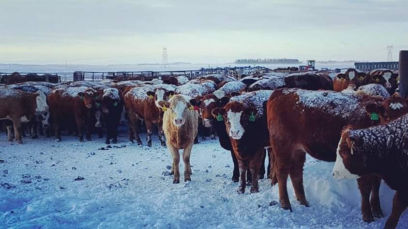 Winter care of livestock