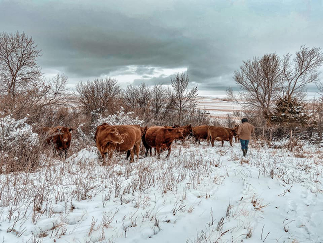 Blake Wold checking cattle in the winter