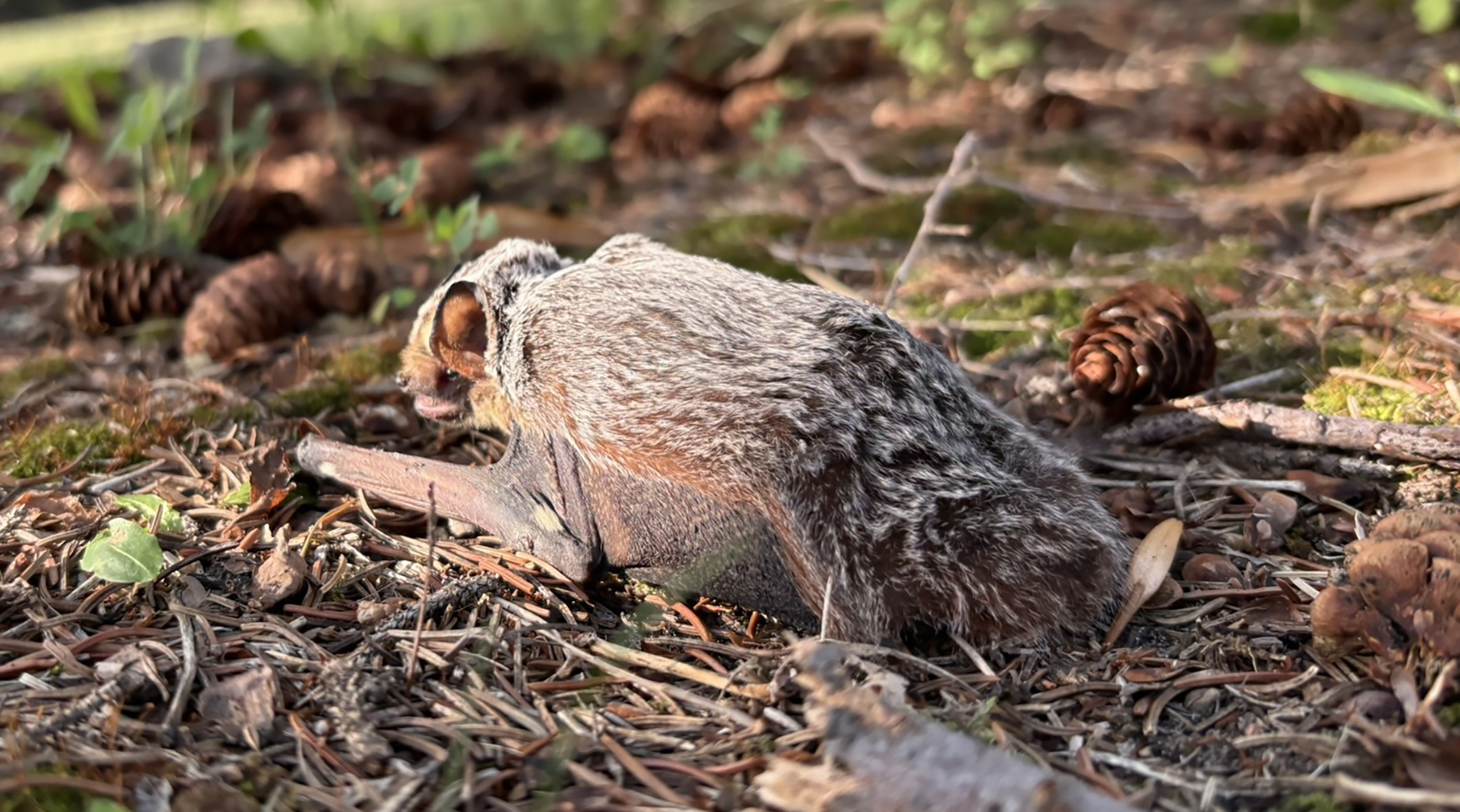 It's Halloween Week!