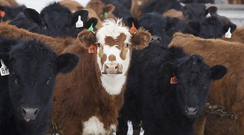 Cattle feeding in winter