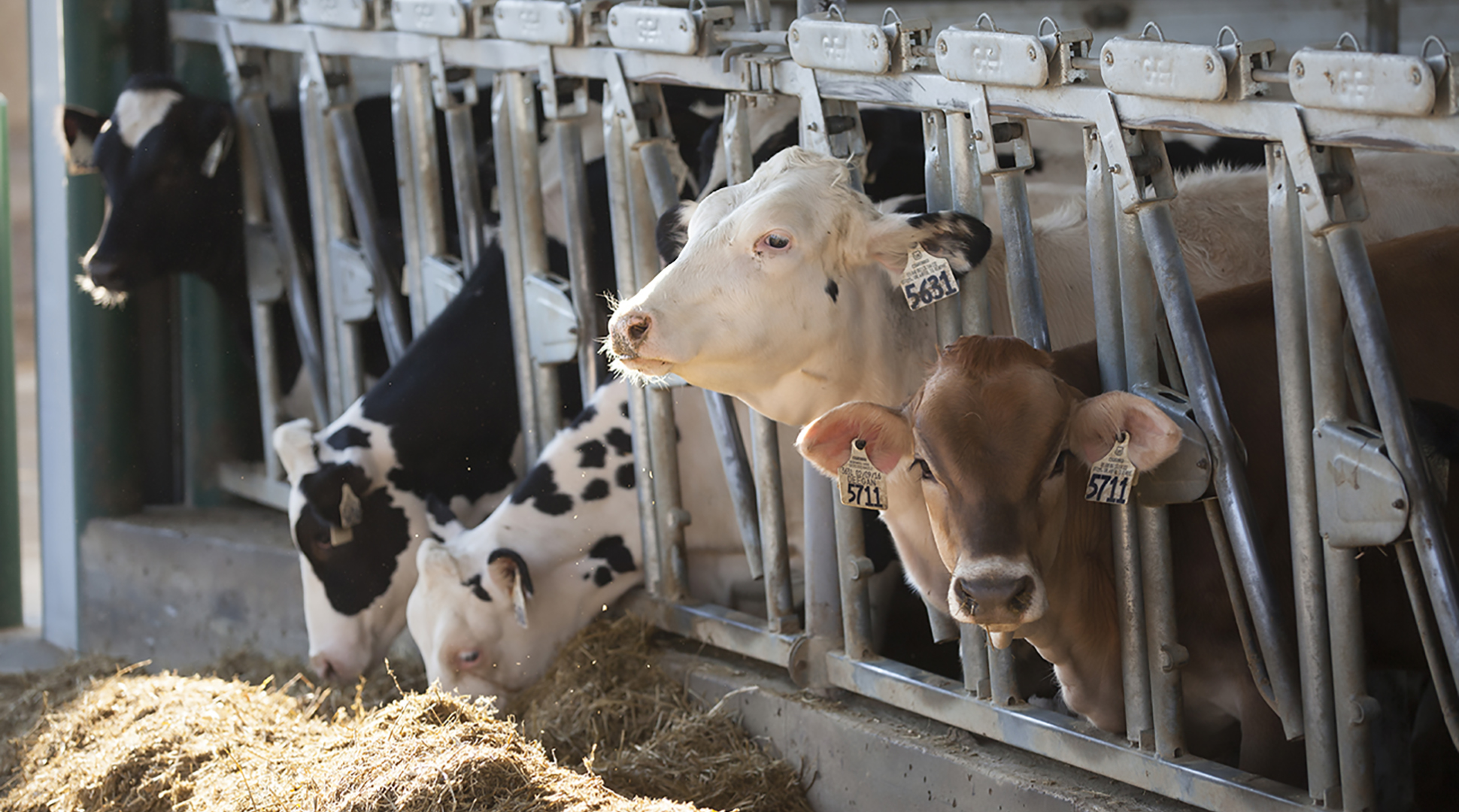 Ask a farmer: Do certain laws make it harder for animal ag