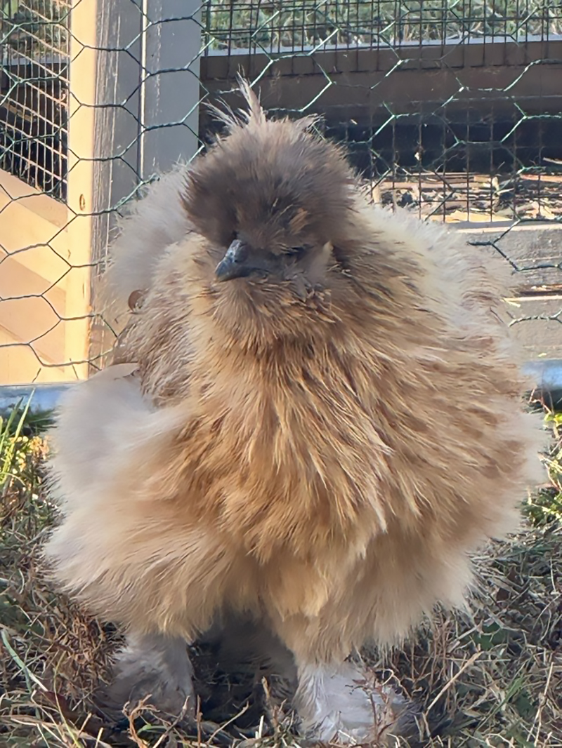 Silkie chicken in the yard