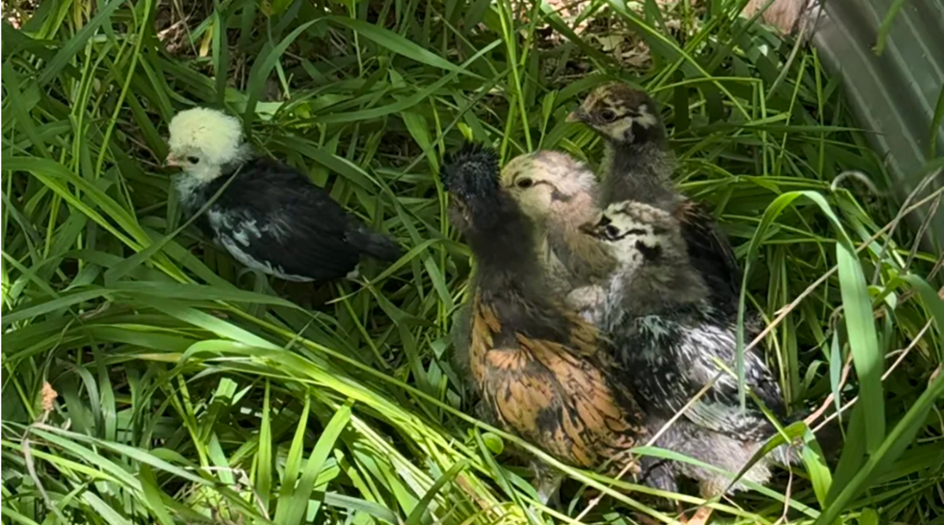 The birds and the bees, er... chickens