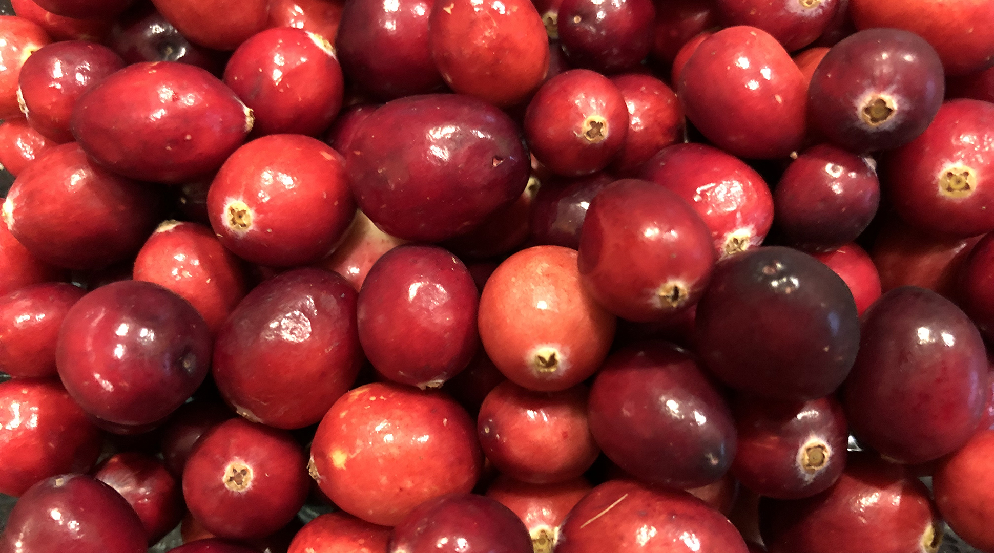 Cranberries, an American tradition