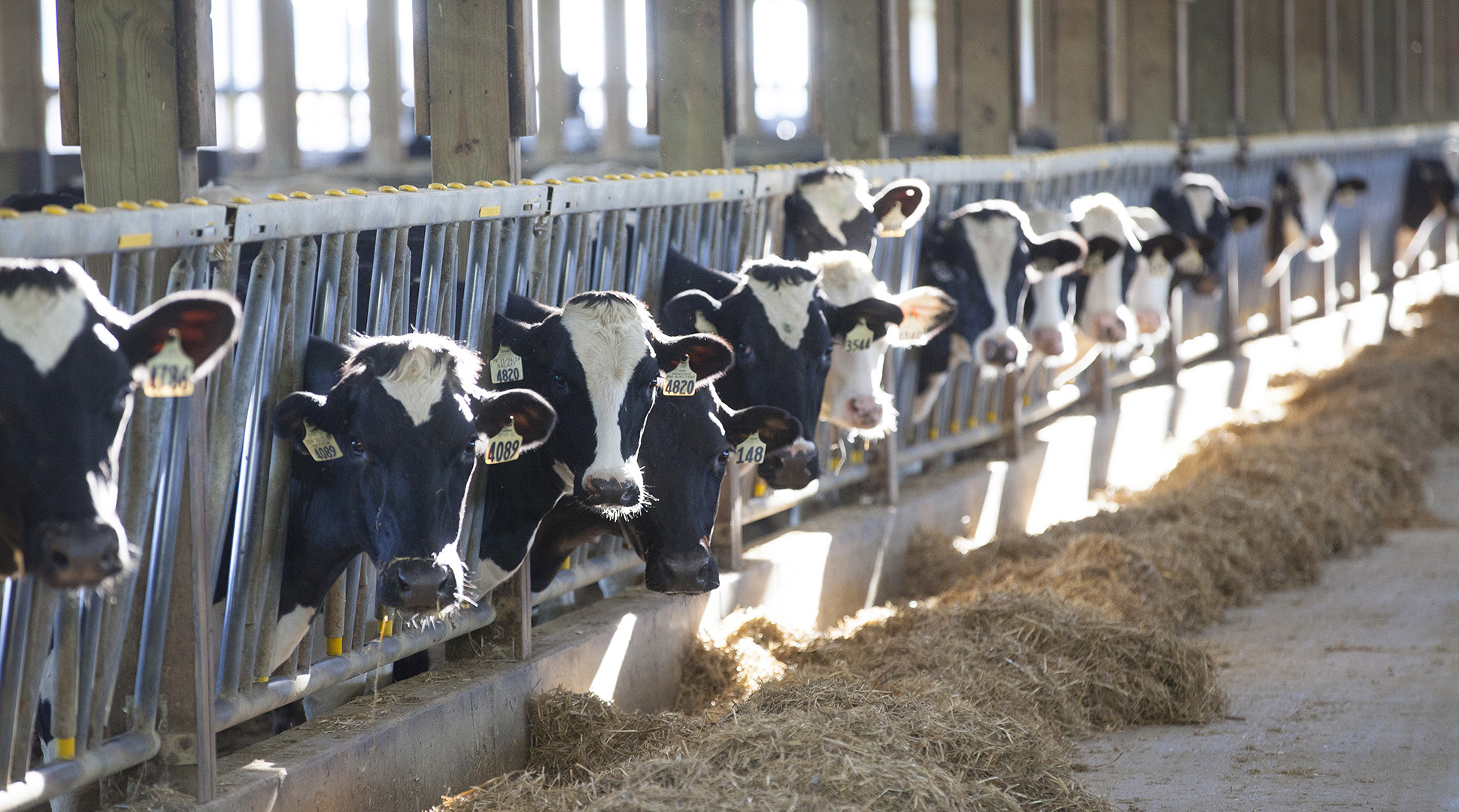 Ask a farmer: Why raise cows indoors?