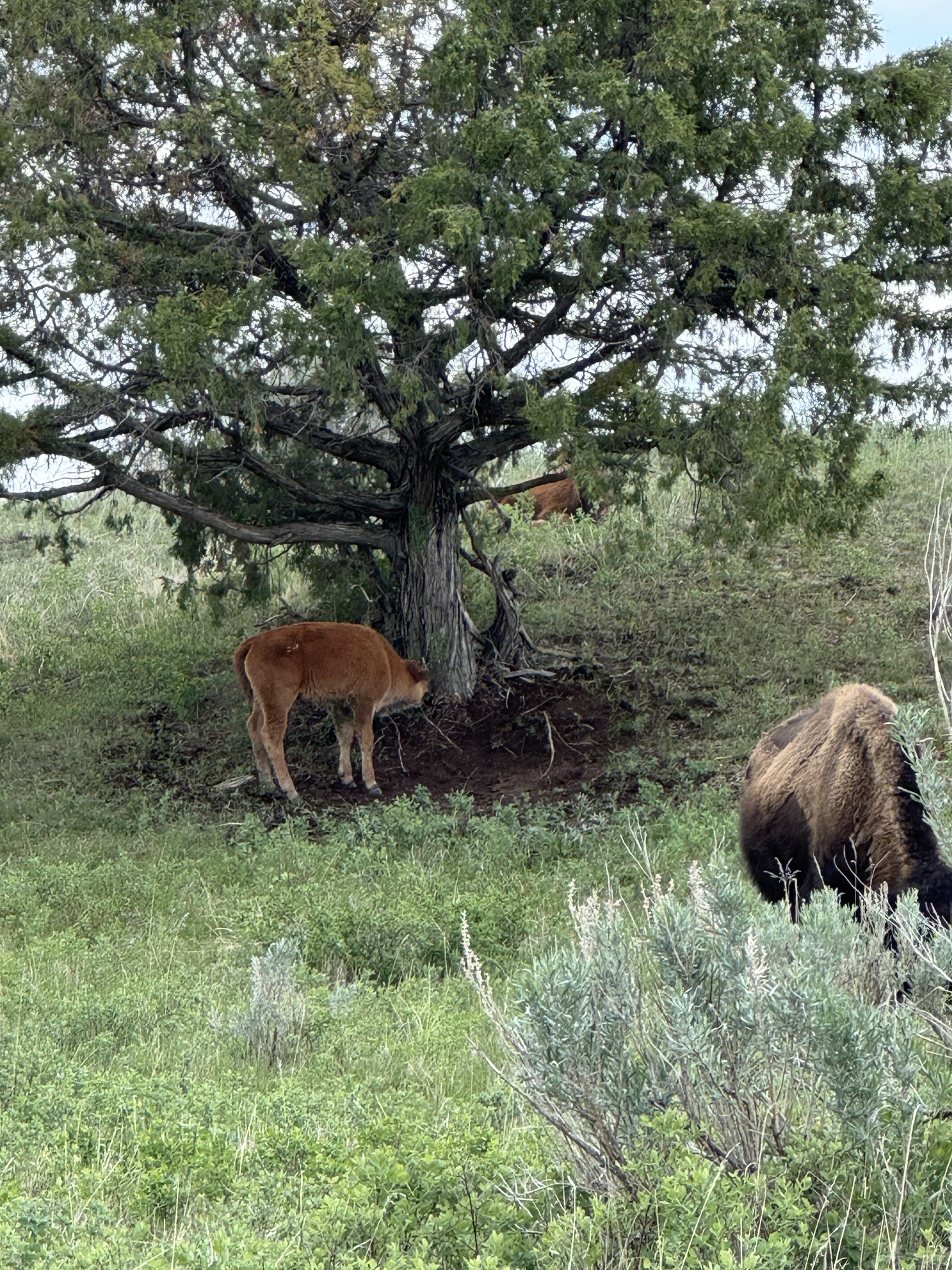 Baby bison in Theordore Roosevelt National Park