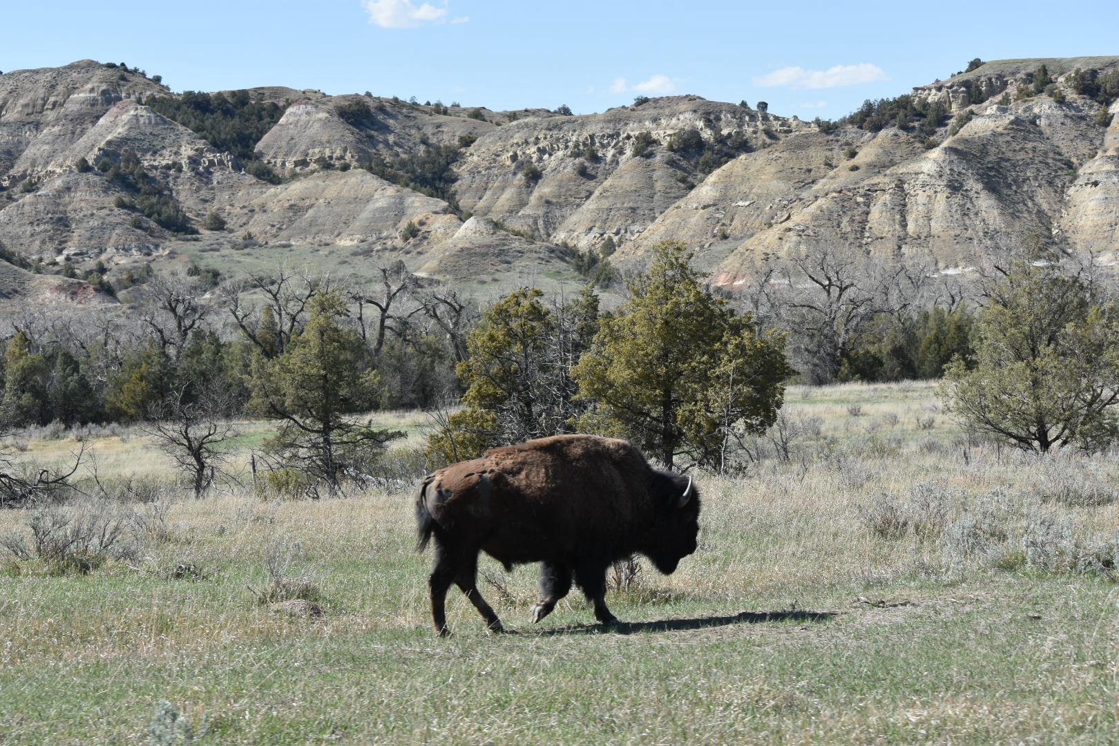 Bison in Theordore Roosevelt national park