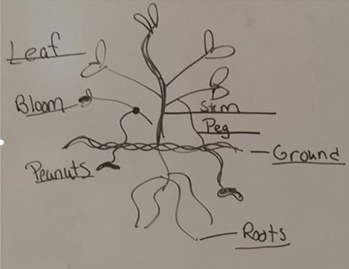 peanut plant diagram