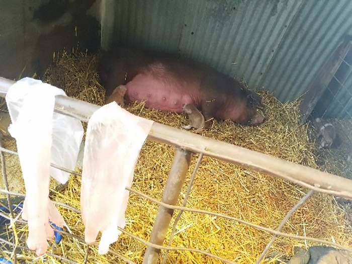 I was able to save two piglets and my gilt.
