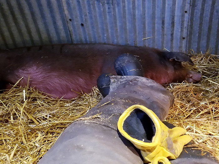 Keeping an eye on my gilt while she struggles giving birth.
